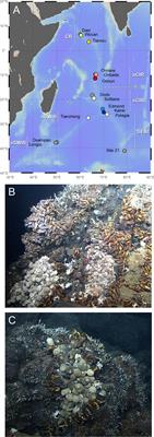 Geographical subdivision of Alviniconcha snail populations in the Indian Ocean hydrothermal vent regions